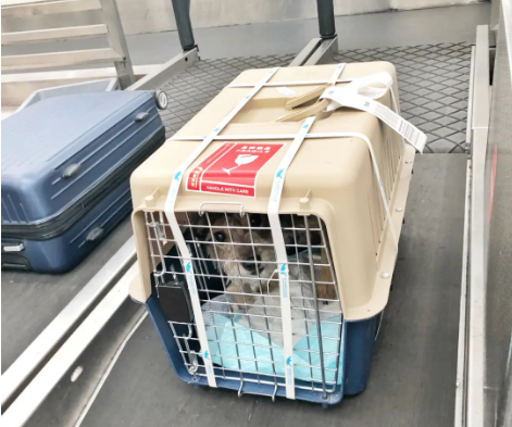 乌兰察布宠物托运 宠物托运公司 机场宠物托运 宠物空运